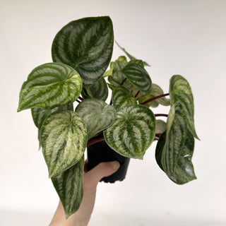 Z-2160 - Peperomia argyreia variegata