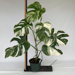 Z-2154 - Monstera deliciosa var. borsigiana albo-variegata
