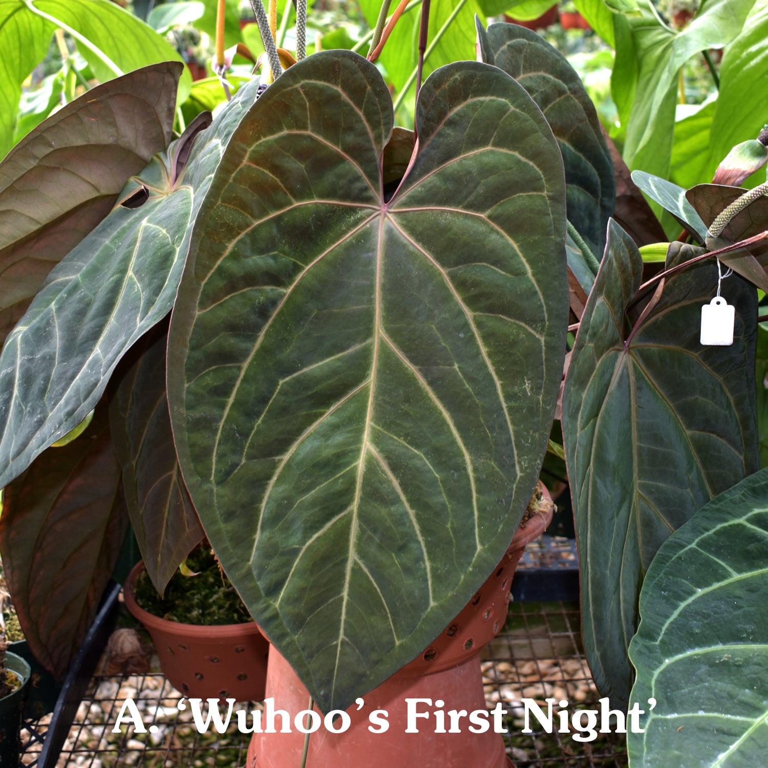 anthurium metaphysics Anthurium crystallinum/magnificum x 'Wuhoo's First Night'