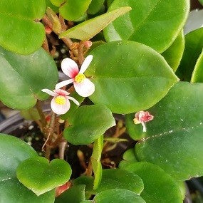 Begonia elaegnifolia 'Schulzei'