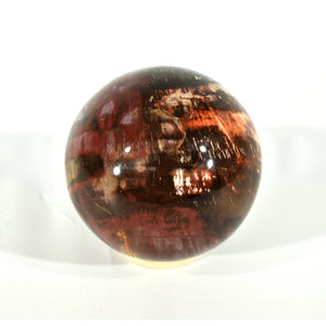 Petrified Wood Sphere (4.97 Lbs)