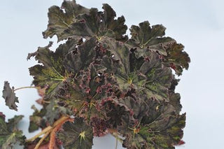 Begonia 'Wee Paws'