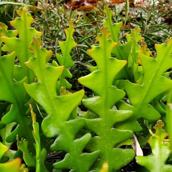 rick rack plant Selenicereus anthonyanus Fishbone Cactus Cutting