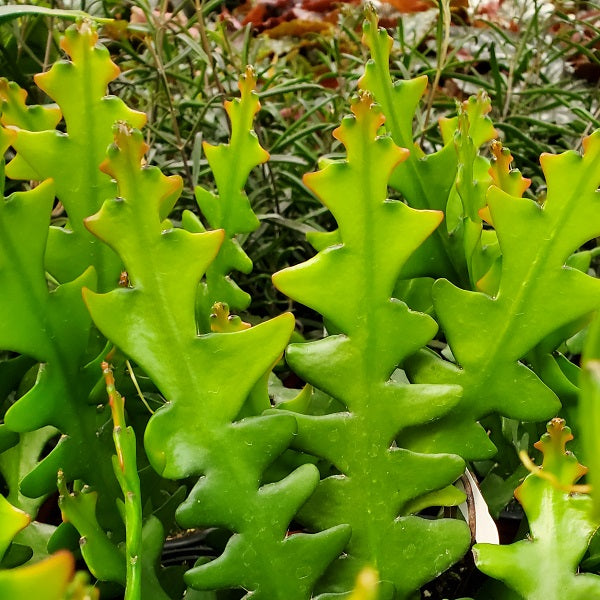 Selenicereus anthonyanus (Rick Rack Cactus)