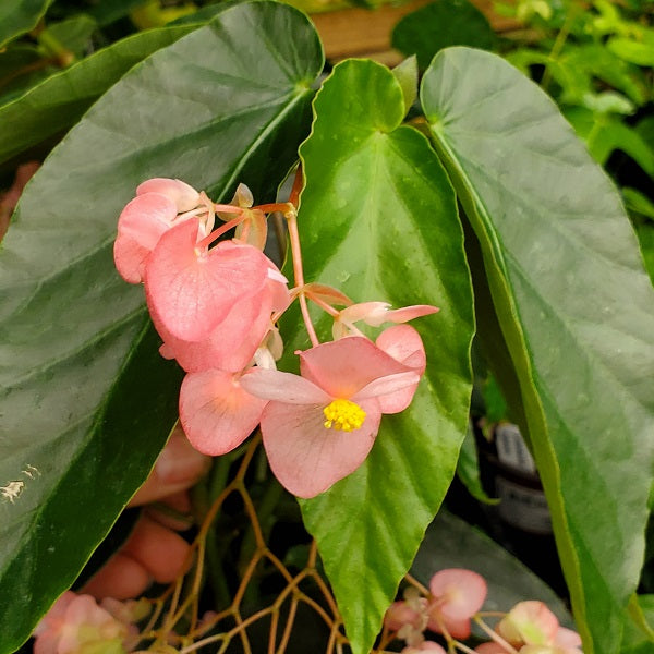 angel wings plant philodendron Begonia 'Angel Wings'