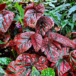 Begonia brevirimosa "Red Form"