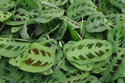 prayer plant kerchoveana Maranta leuconeura var. kerchoveana