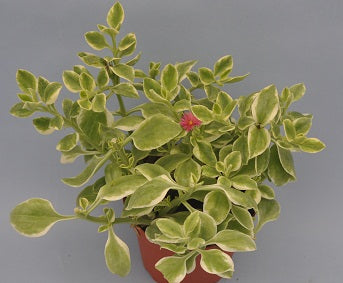 Aptenia cordifolia 'Variegata'