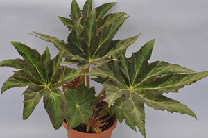 Begonia 'Gunmetal'