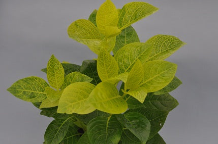 Pseuderanthemum carruthersii 'Reticulatum'