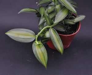 Vanilla planifolia variegated