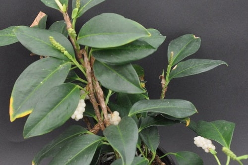 anthurium climbing Anthurium scandens