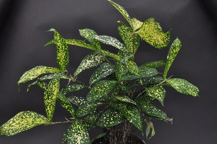 dracaena florida Dracaena surculosa 'Florida Beauty'