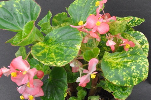 Begonia 'Red Charm'