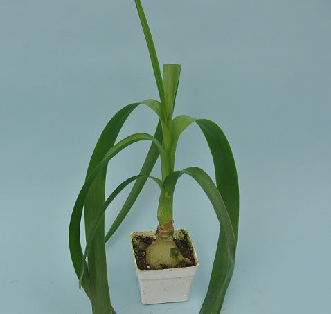 house plant that looks like an onion Albuca bracteata – Steve's Leaves