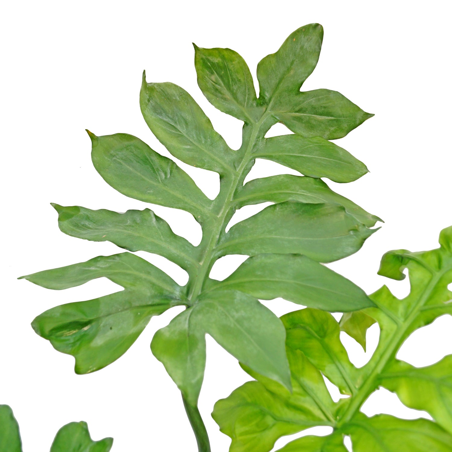 philodendron distantilobum care Philodendron distantilobum