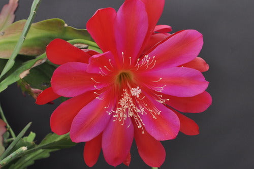 Epiphyllum "Red hybrid"