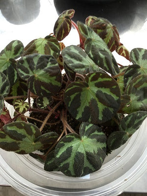 Begonia turrialbae