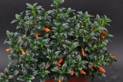 trailing succulent with orange flowers Nematanthus wettsteinii – Steve's Leaves