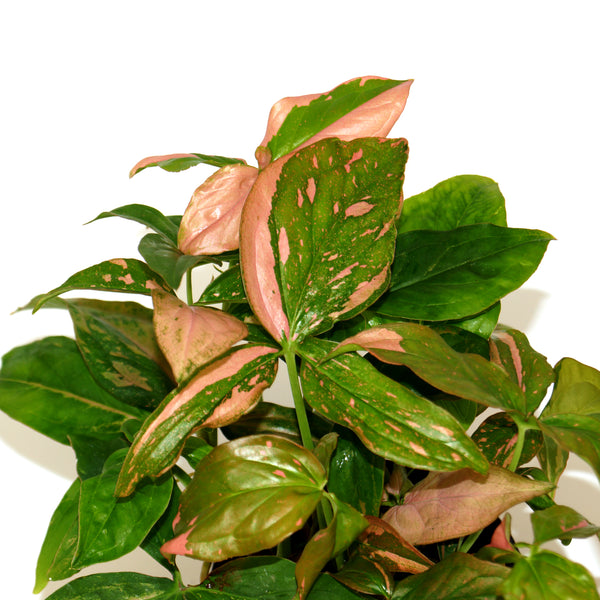 Syngonium Pink Splash Plant Care - A Beginner's Guide Syngonium Pink Splash Plant Care - A Beginner's Guide