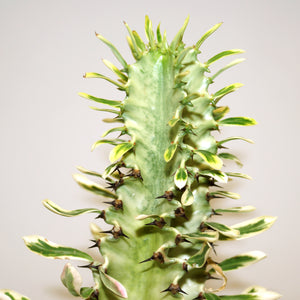 Euphorbia ammak var. 'Variegata'