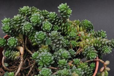 sedum minor succulent Little Gem Succulents | Sedum Small Variety