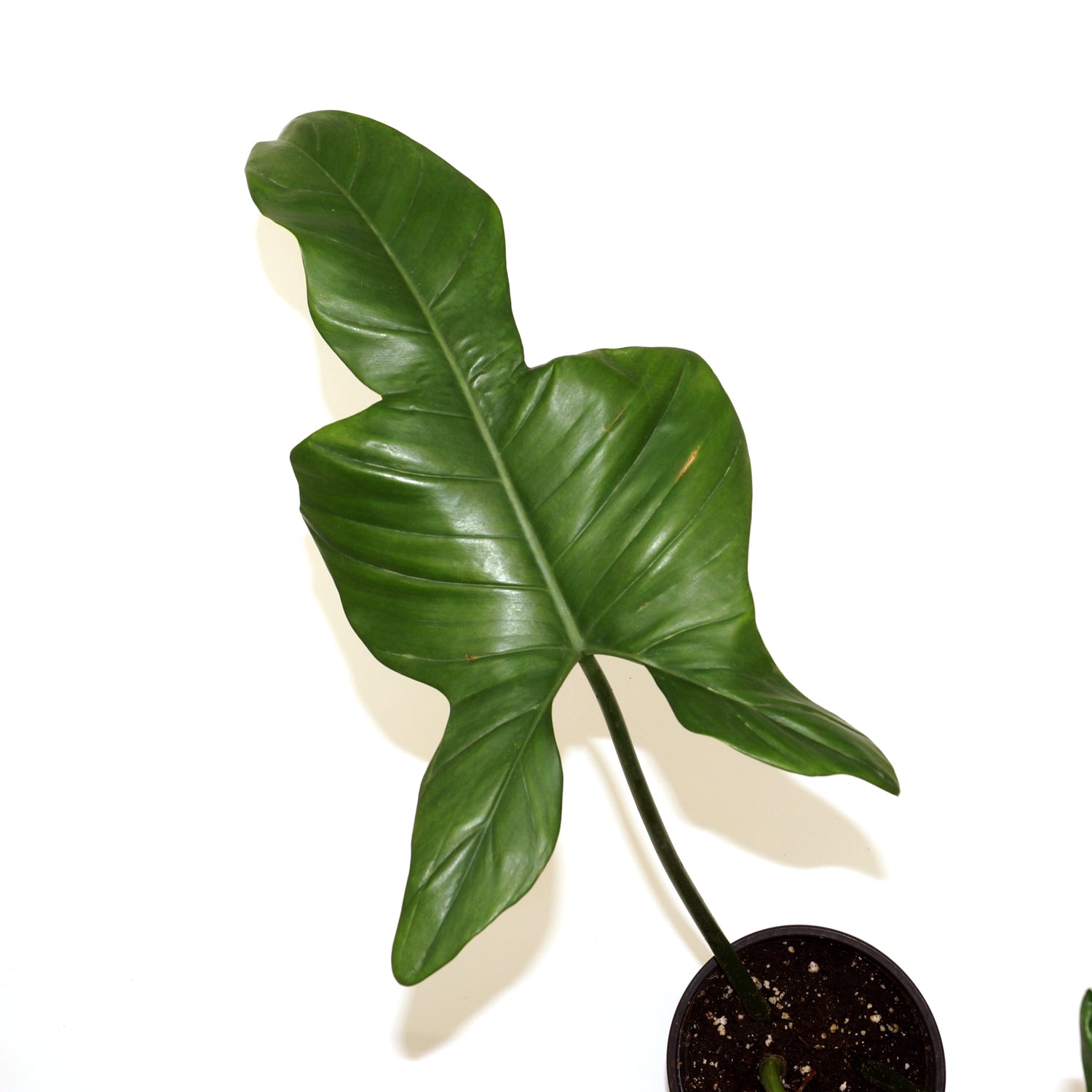 philodendron horse head Philodendron bipennifolium
