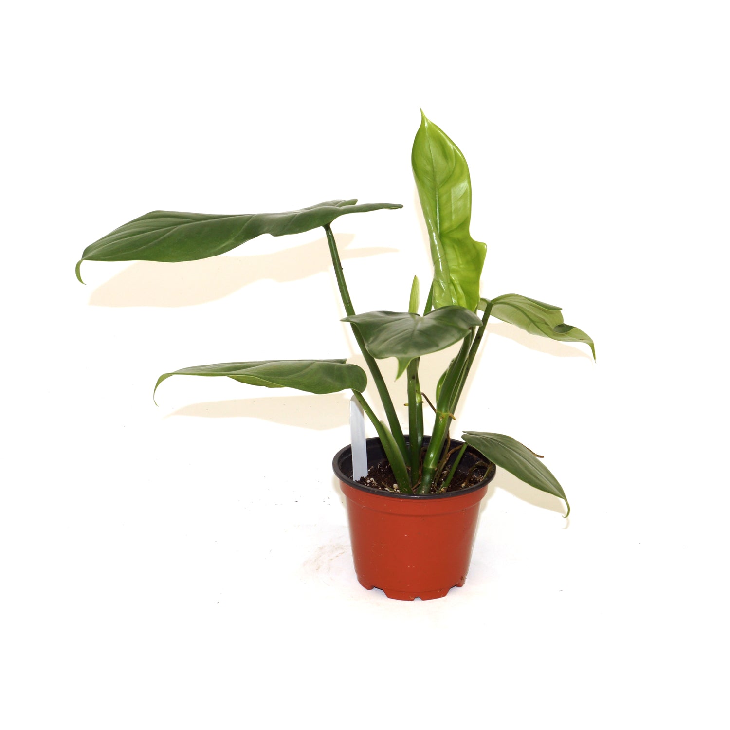 philodendron bipennifolium common name Philodendron Bipennifolium | Horse Head Philodendron