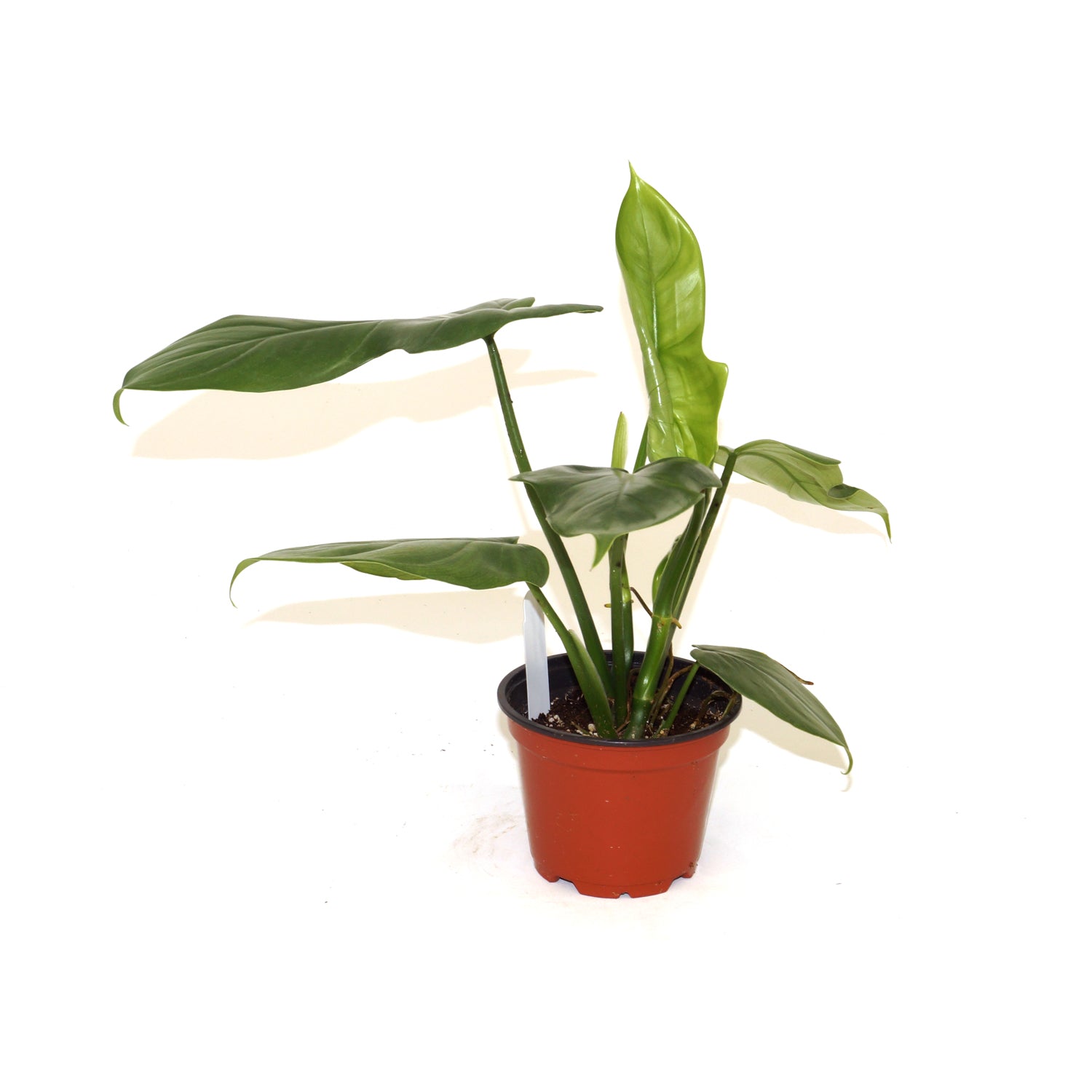 Philodendron bipennifolium - 5.5" Pot