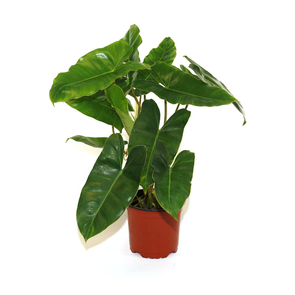 Philodendron 'Burle Marx'