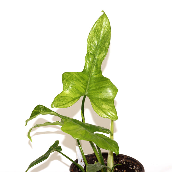 philodendron splash gordon Philodendron bipennifolium 'Splash Gordon'