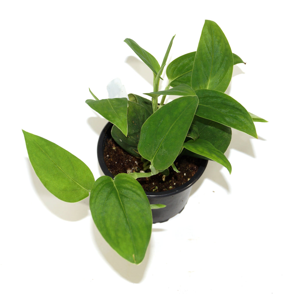 Monstera spruceana – Steve’s Leaves