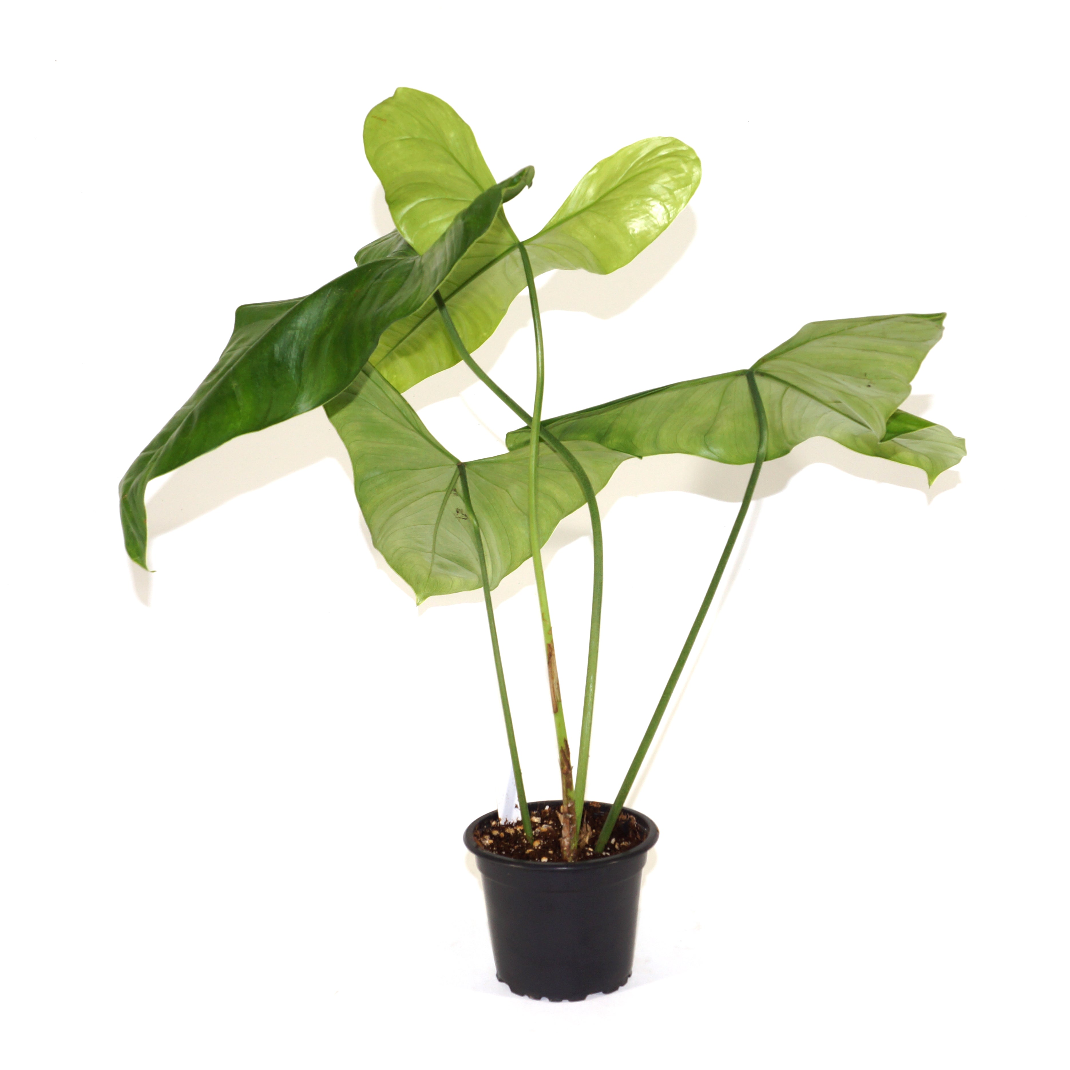 philodendron elephant ear Philodendron oxapapense