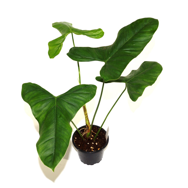 philodendron oxapapense aff Philodendron oxapapense