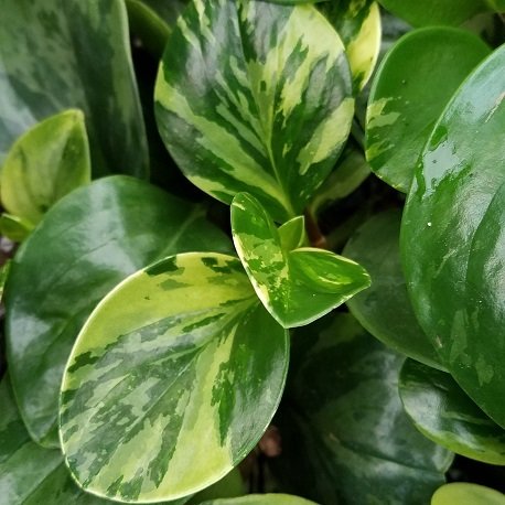 variegated philodendron peperomia Peperomia obtusifolia 'Variegata'