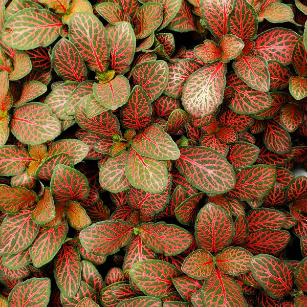red leaf house plants Fittonia albivenis verschaffeltii "Mini Red"