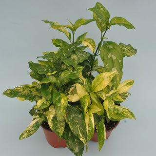Justicia extensa 'Variegata'