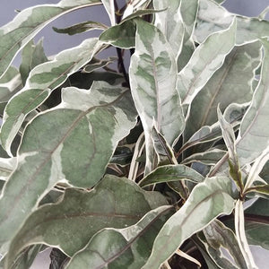 Pseuderanthemum 'Stainless Steel'