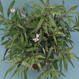 Pseuderanthemum sinuatum