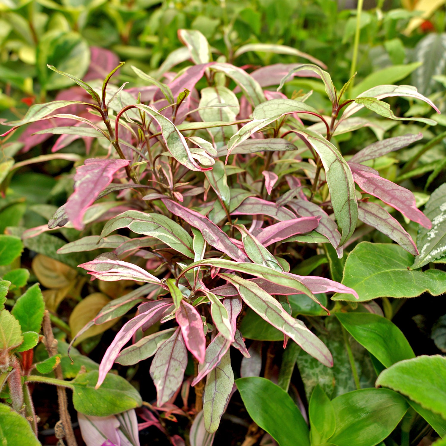 Pseuderanthemum "Purple Dazzler"