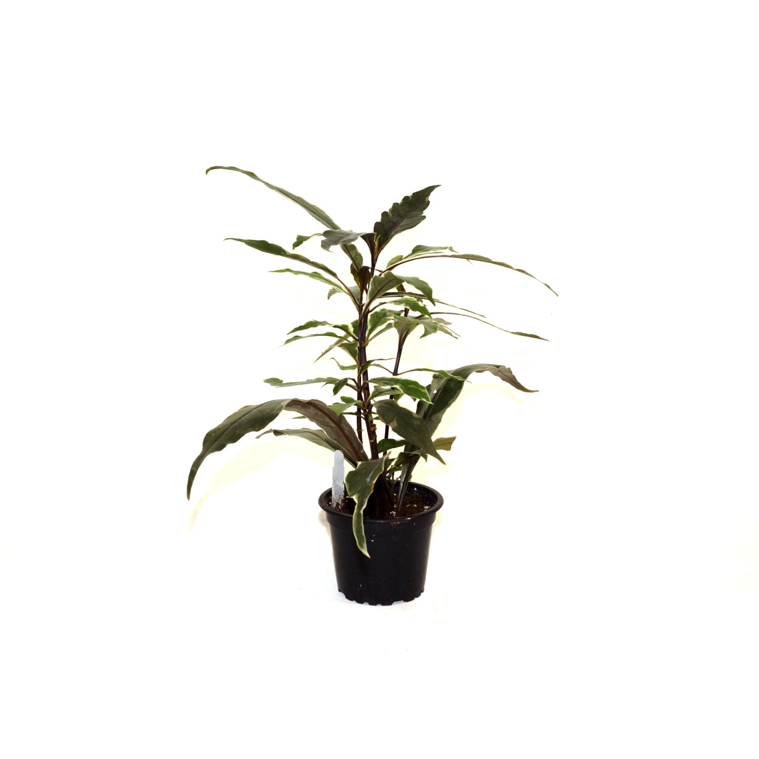steel house plant Pseuderanthemum 'Stainless Steel'