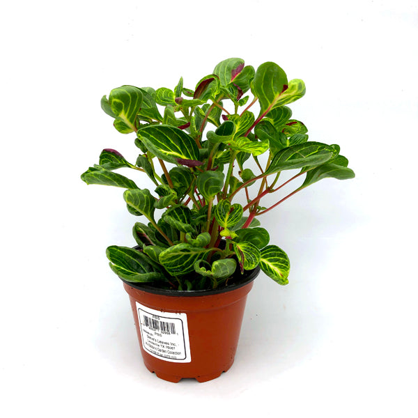 iresine plant indoors Iresine herbstii 'Aureoreticulata' (notched leaf)