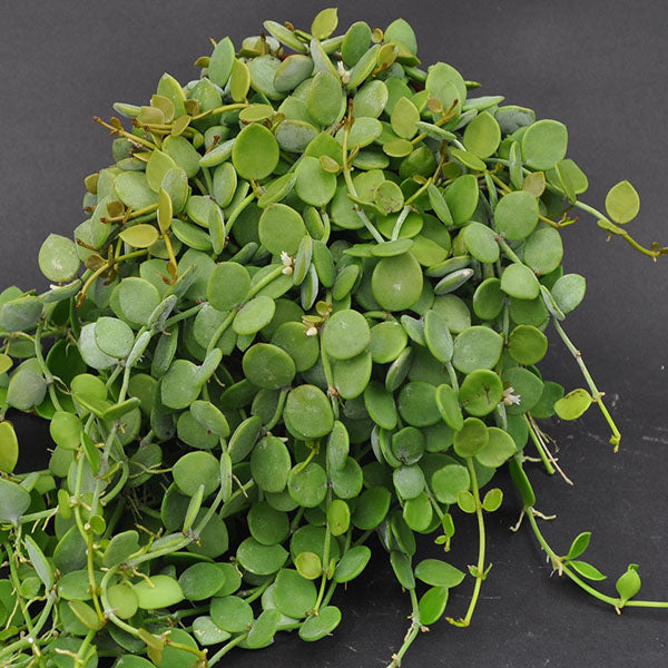 string of nickels hanging plant Button Orchid Tropical Vine | Dischidia nummularia Plant