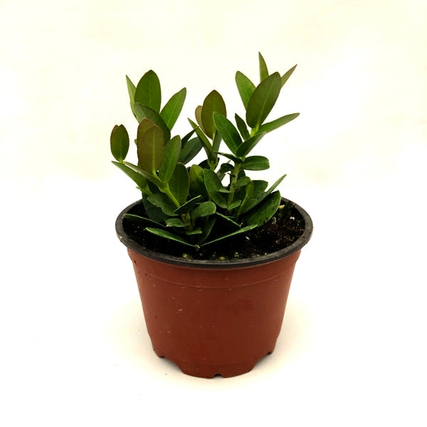 indoor plant with star-shaped leaves Hoya Cumingiana Blooms in Yellow Star Shaped Flowers