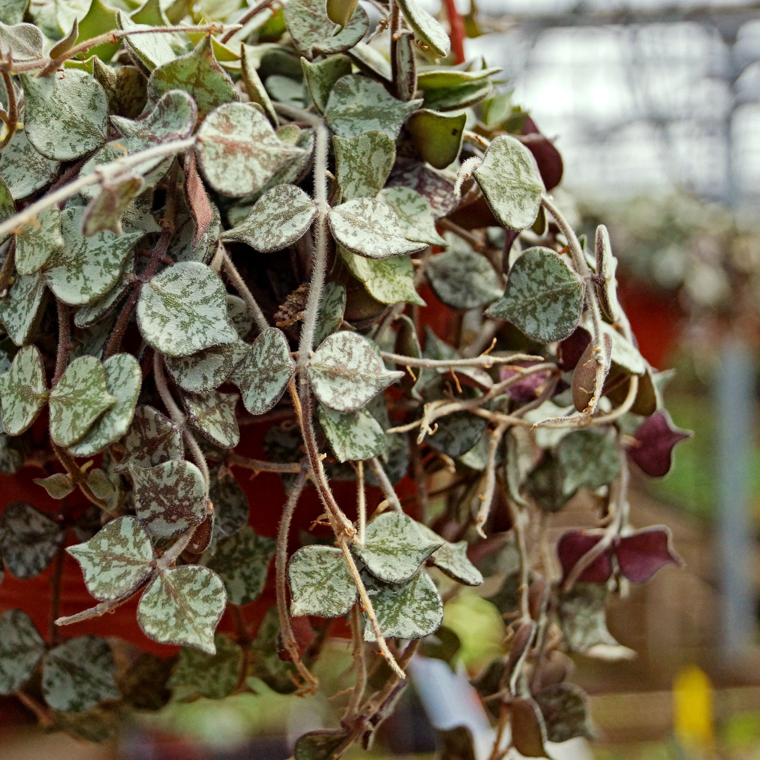 Hoya curtisii – Steve Hoya curtisii – Steve