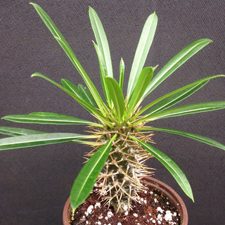 Pachypodium lamerei