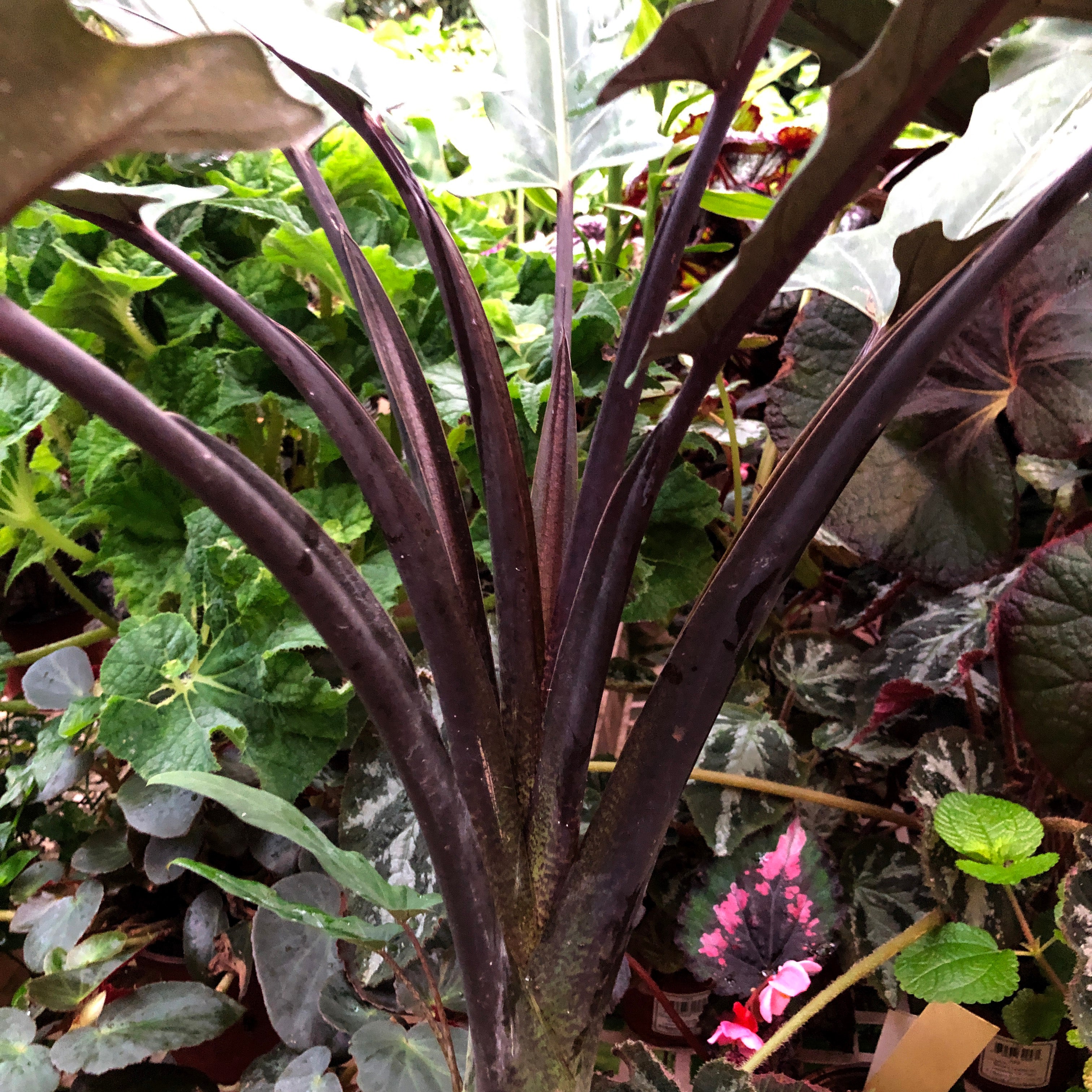 philodendron lauterbachiana Alocasia lauterbachiana