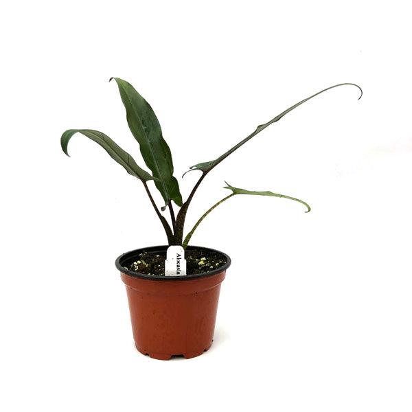Alocasia lauterbachiana