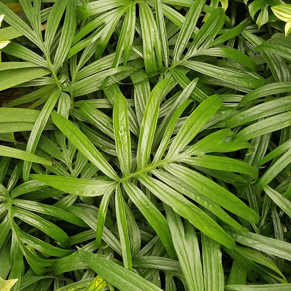 anthurium zippelianum Amydrium zippelianum
