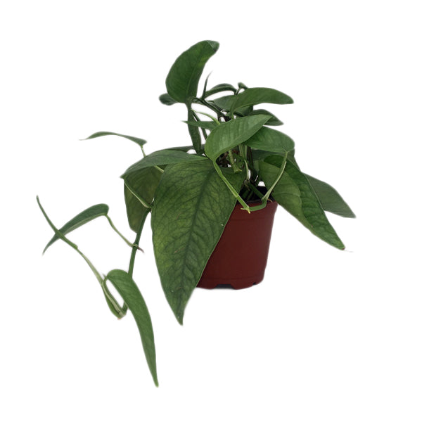 cebu blue pothos vs epipremnum pinnatum 90